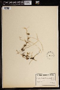 Image of Bulbophyllum apetalum