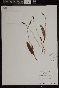 Media resource of Caladenia bifolia