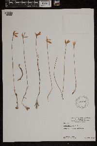 Media resource of Caladenia carnea
