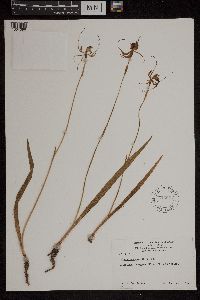 Media resource of Caladenia dilatata