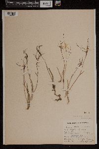 Media resource of Caladenia filamentosa