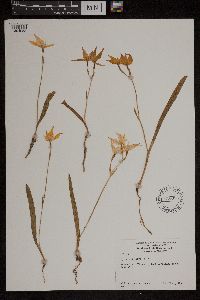 Media resource of Caladenia flava