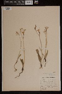 Media resource of Caladenia hirta