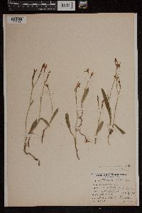 Media resource of Caladenia latifolia