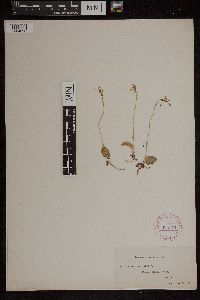 Media resource of Caladenia menziesii