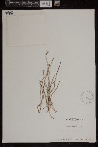 Media resource of Caladenia minor