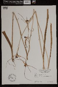 Media resource of Caladenia patersonii