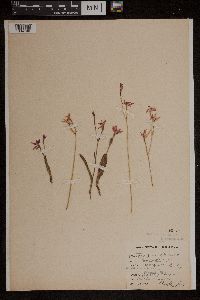 Media resource of Caladenia reptans