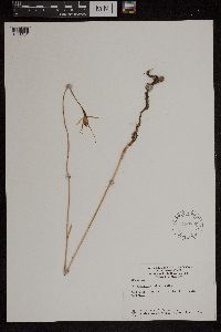 Media resource of Caladenia reticulata