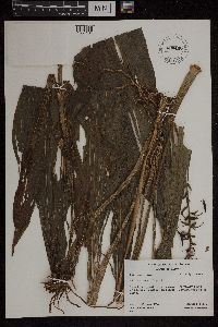 Media resource of Calanthe gracillima