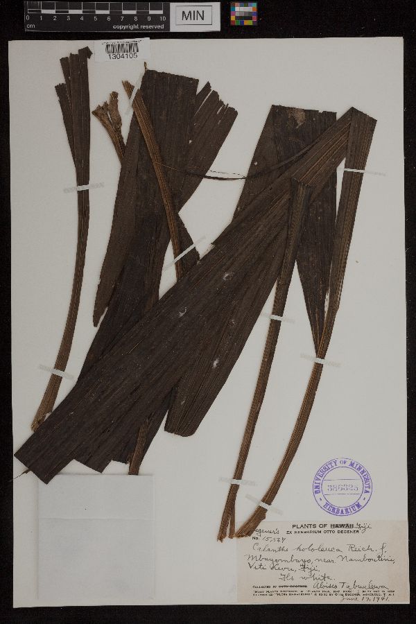 Styloglossum hololeucum image