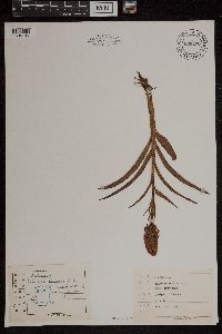 Media resource of Calanthe coreana