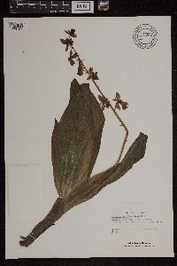 Media resource of Calanthe torifera