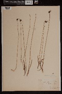 Media resource of Caleana major