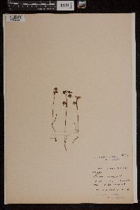 Media resource of Caleana minor