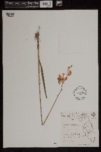 Media resource of Calopogon tuberosus