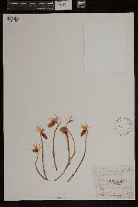 Media resource of Calypso bulbosa