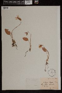 Media resource of Calypso borealis