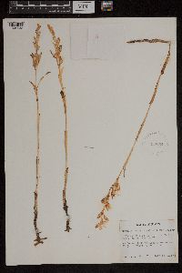 Media resource of Cephalanthera austiniae