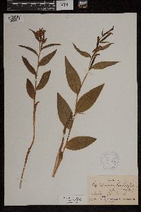 Media resource of Cephalanthera lonchophyllum