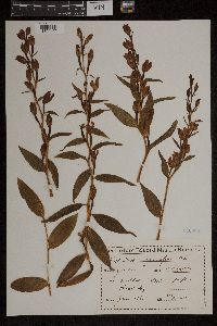 Media resource of Cephalanthera grandiflora