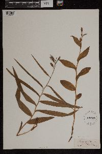 Cephalanthera longifolia image