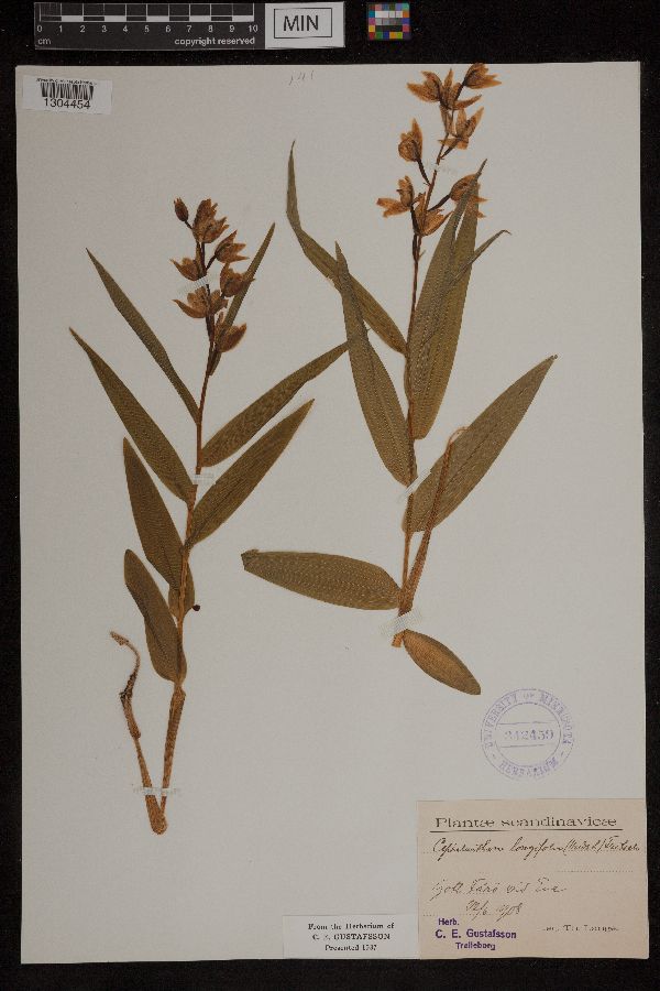 Cephalanthera longifolia image