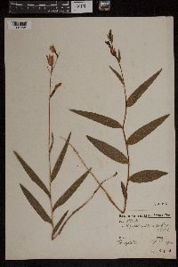 Cephalanthera rubra image