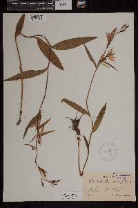 Cephalanthera rubra image