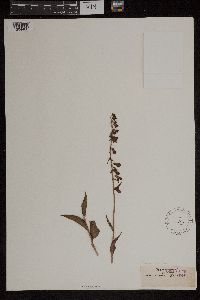 Cephalanthera rubra image