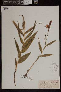 Cephalanthera rubra image