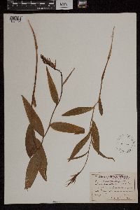 Cephalanthera rubra image