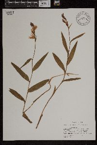 Cephalanthera rubra image