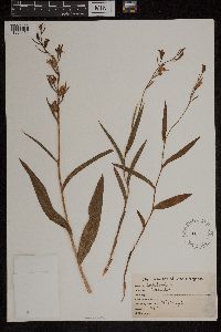 Cephalanthera rubra image