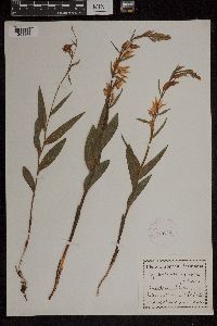 Cephalanthera rubra image