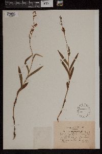 Cephalanthera rubra image