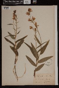 Cephalanthera rubra image