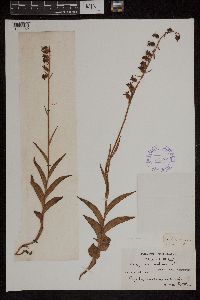 Cephalanthera rubra image