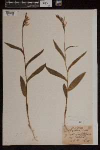 Cephalanthera rubra image