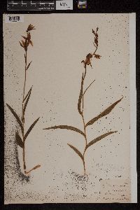 Cephalanthera rubra image