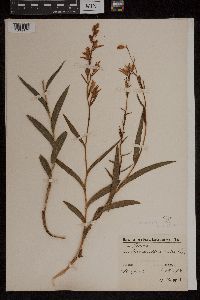 Cephalanthera rubra image