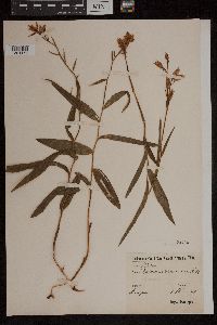 Cephalanthera rubra image