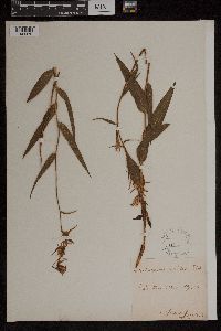 Media resource of Cephalanthera rubra