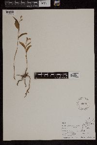 Media resource of Cephalanthera erecta