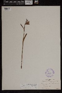 Media resource of Cleistes divaricata