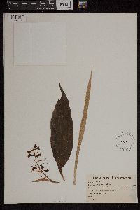 Image of Coelia macrostachya