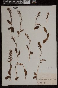Media resource of Platanthera viridis