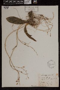 Media resource of Comparettia falcata