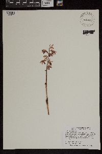 Image of Corallorhiza striata