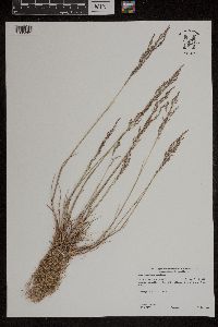 Puccinellia distans image